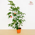 Abutilon