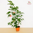 Abutilon