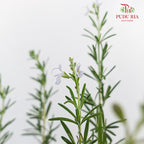 Rosemary