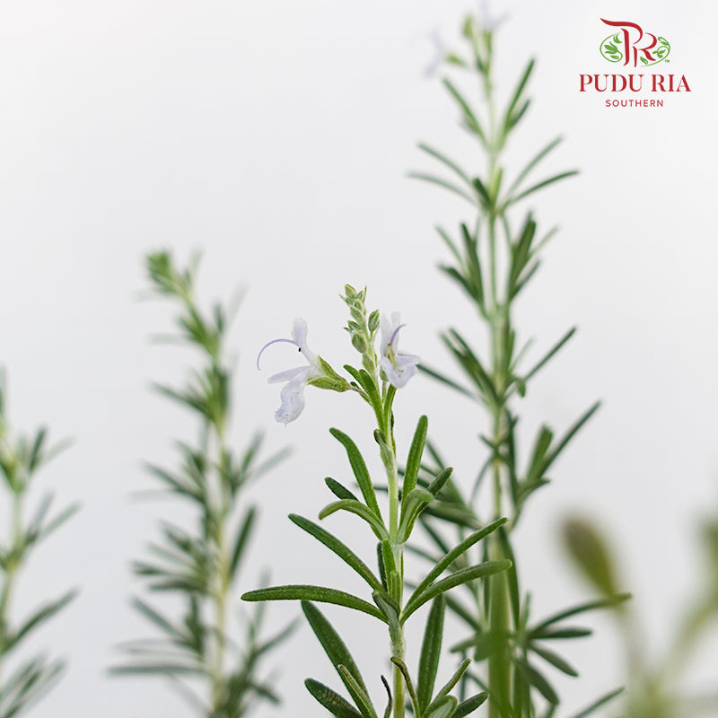 Rosemary