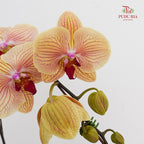 Phalaenopsis Orchid Yellow With Purple Line Big Single Stem