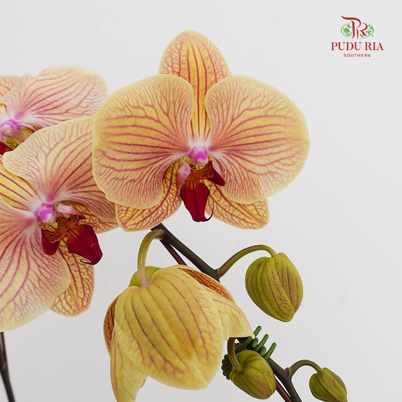 Phalaenopsis Orchid Yellow With Purple Line Big Single Stem