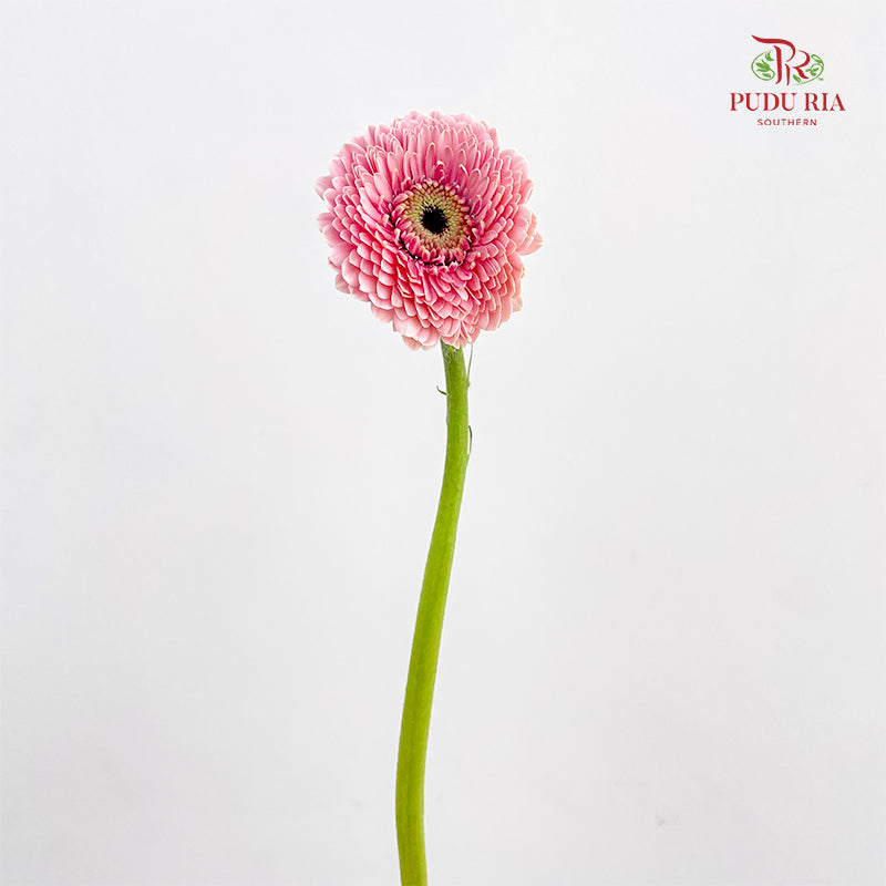 Gerbera Pasta Germini Pink - (8-10 Stems)