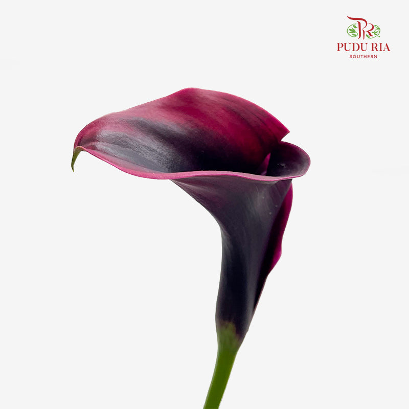 Calla Lily Purple 海芋 - (5 Stems)
