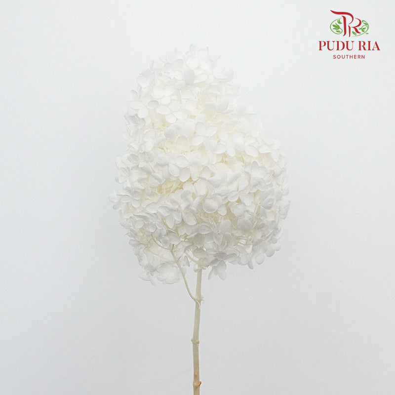 Preservative Hydrangea - White ( Long Shape ) / Per Stem - Pudu Ria Florist Southern