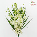 Local White (Orchid) - Per Bunch - Pudu Ria Florist Southern