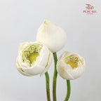 Lotus White - (Per Stem)