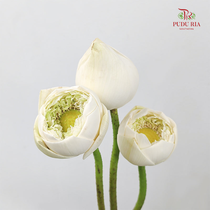 Lotus White - (Per Stem)