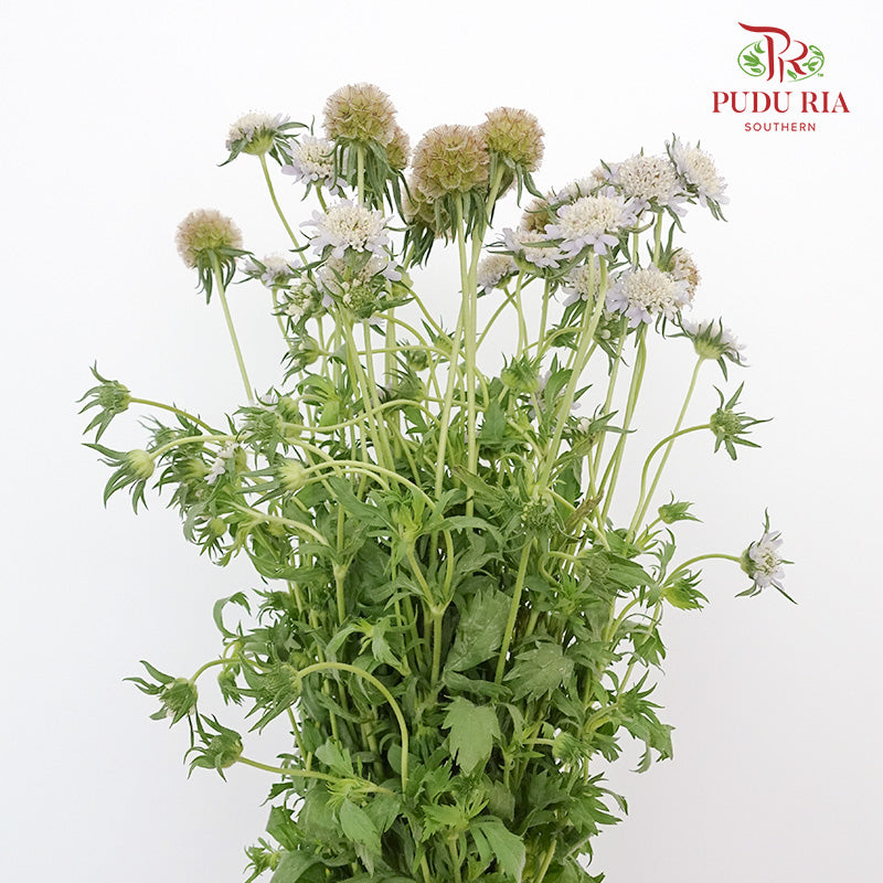 Scabiosa Colour Brown (Per Bundle) - Pudu Ria Florist Southern