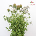 Scabiosa Colour Brown (Per Bundle) - Pudu Ria Florist Southern