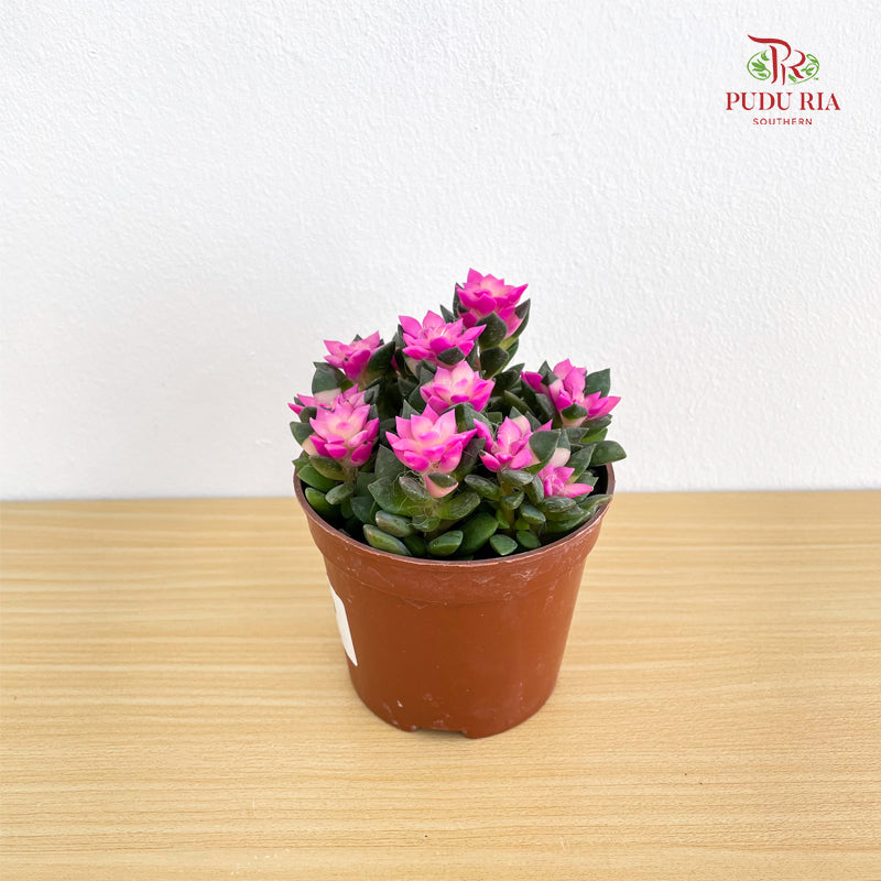 Echeveria Macdougallii