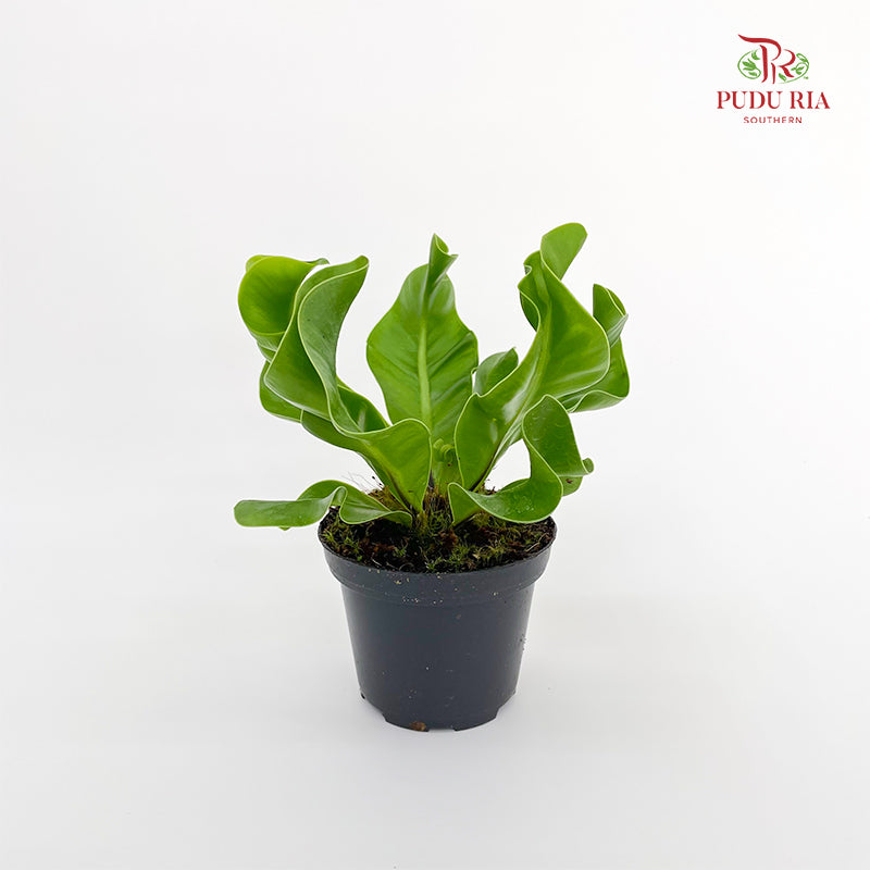 Asplenium Manila