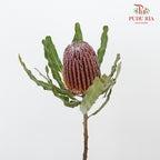 Banksia Red  / 2 Stems - Pudu Ria Florist Southern
