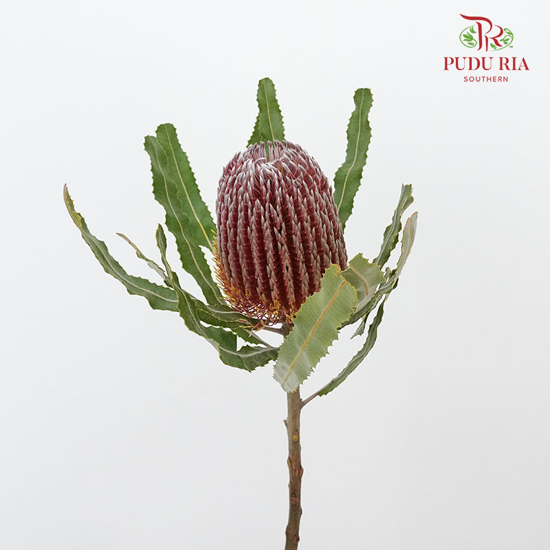 Banksia Red  / 2 Stems - Pudu Ria Florist Southern