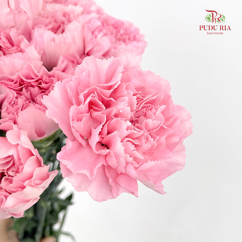 Carnation St Gem Pink 宝石粉康乃馨 - (18-20 Stems)
