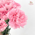 Carnation St Gem Pink 宝石粉康乃馨 - (18-20 Stems)