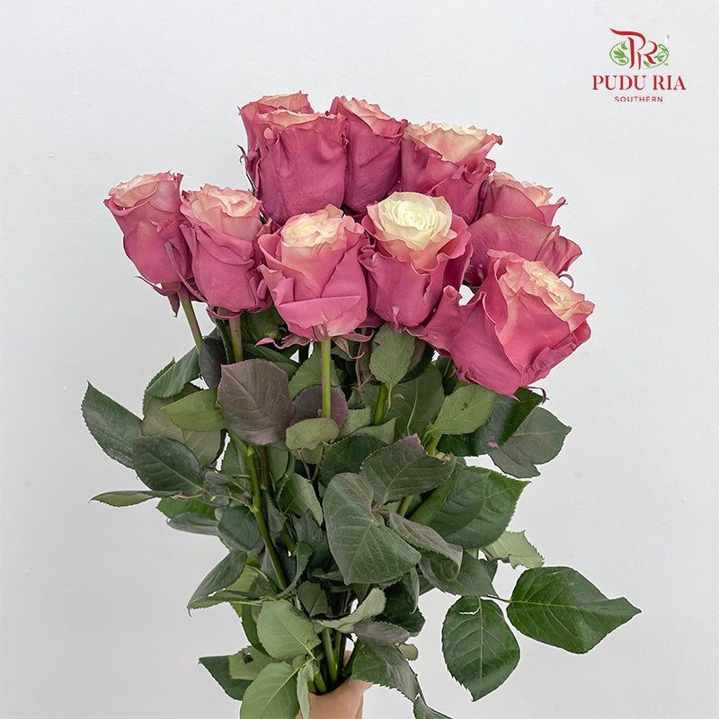 Rose Mondial Dyed Pop Star - (8-10 Stems)