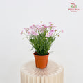 Aster