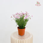 Aster