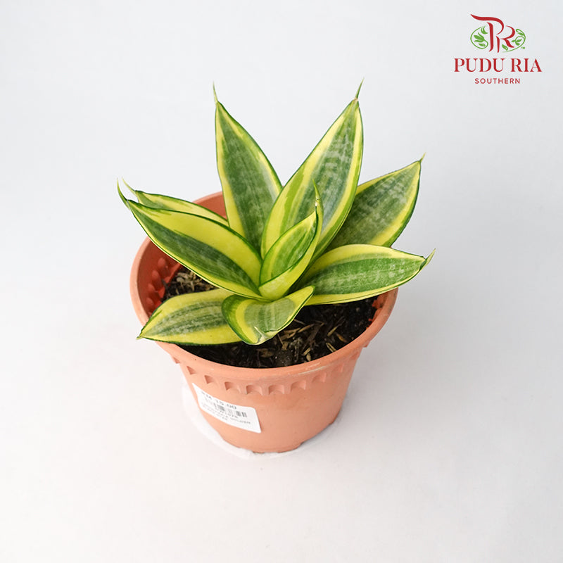Sansevieria Golden Black Star - Pudu Ria Florist Southern