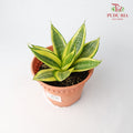 Sansevieria Golden Black Star - Pudu Ria Florist Southern