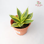 Sansevieria Golden Black Star - Pudu Ria Florist Southern