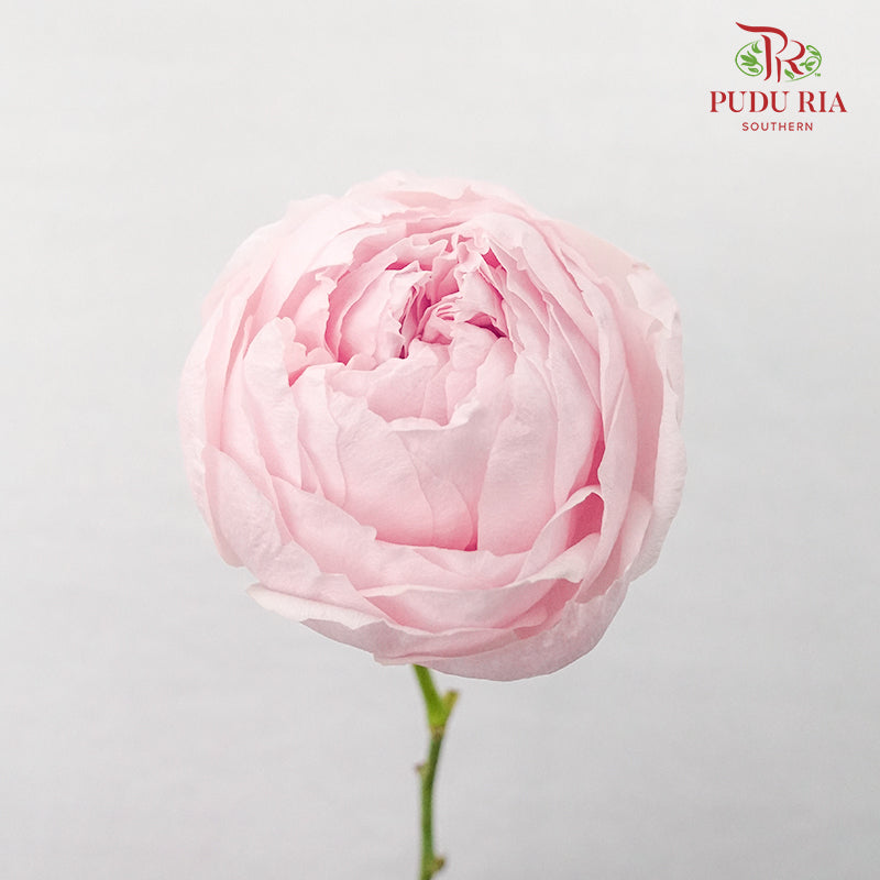 Rose Peony Pink - Pudu Ria Florist Southern