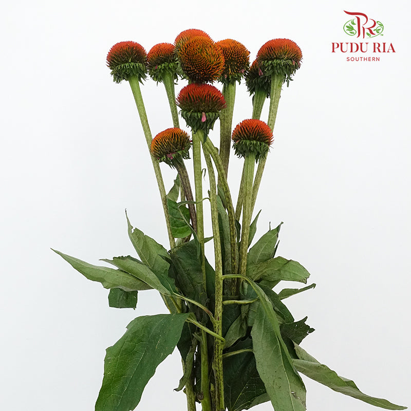 Rudbeckia Cat Eye ( Echinacea ) - Pudu Ria Florist Southern