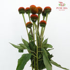 Rudbeckia Cat Eye ( Echinacea ) - Pudu Ria Florist Southern