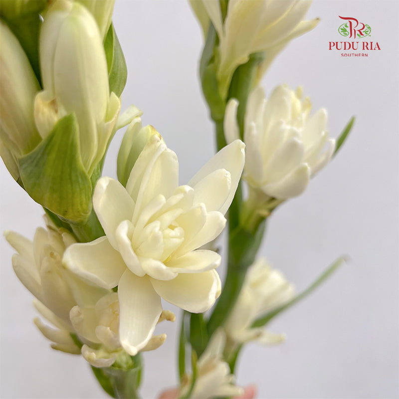 Tuberose 晚香玉 - (Per Bundle)