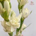 Tuberose 晚香玉 - (Per Bundle)