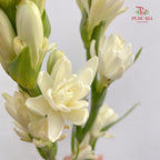 Tuberose 晚香玉 - (Per Bundle)