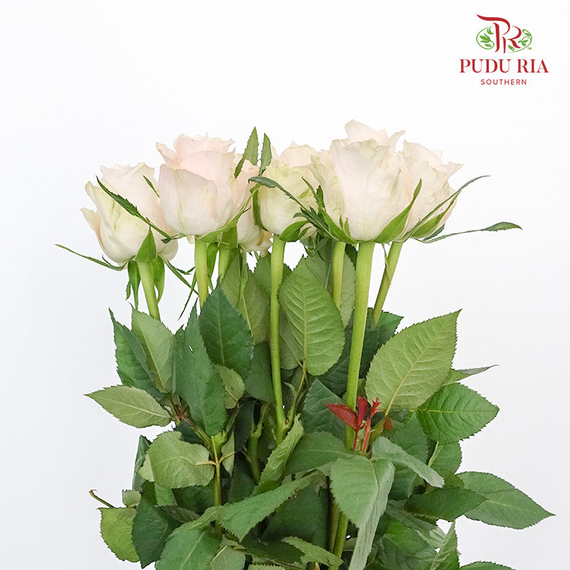 Rose Libra  (8-10 Stems) - Pudu Ria Florist Southern