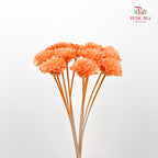 Dry Sola Marigold Light Orange - 10 Stems