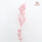 Dry Ruscus Dyed - Pink