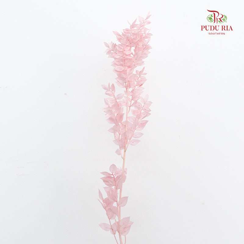 Dry Ruscus Dyed - Pink
