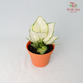Aglaonema Super White - Pudu Ria Florist Southern