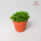 Selaginella - Pudu Ria Florist Southern