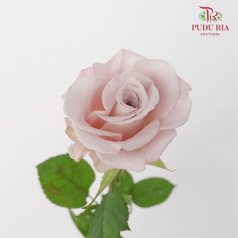 Rose Manta (8-10 Stems) - Pudu Ria Florist Southern