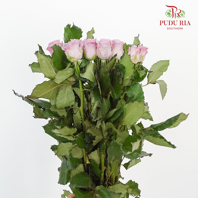 Rose Ocean Song (8-10 Stems) - Pudu Ria Florist Southern