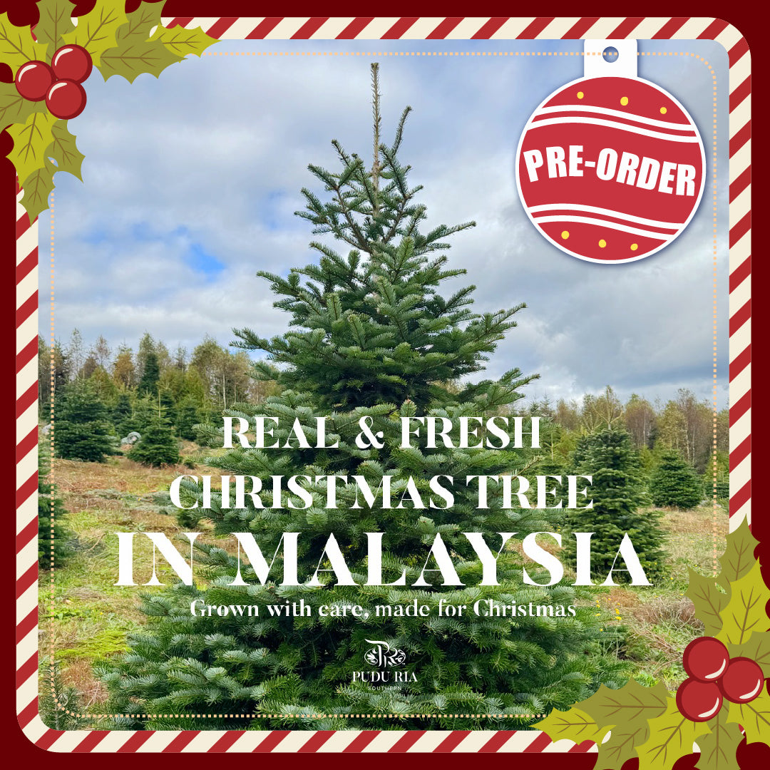 Pre-Order Fresh Christmas Tree