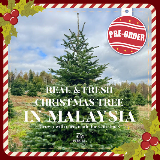 Pre-Order Fresh Christmas Tree