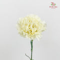 Carnation St Cream B - (18-20 Stems)