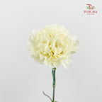 Carnation St Cream B - (18-20 Stems)
