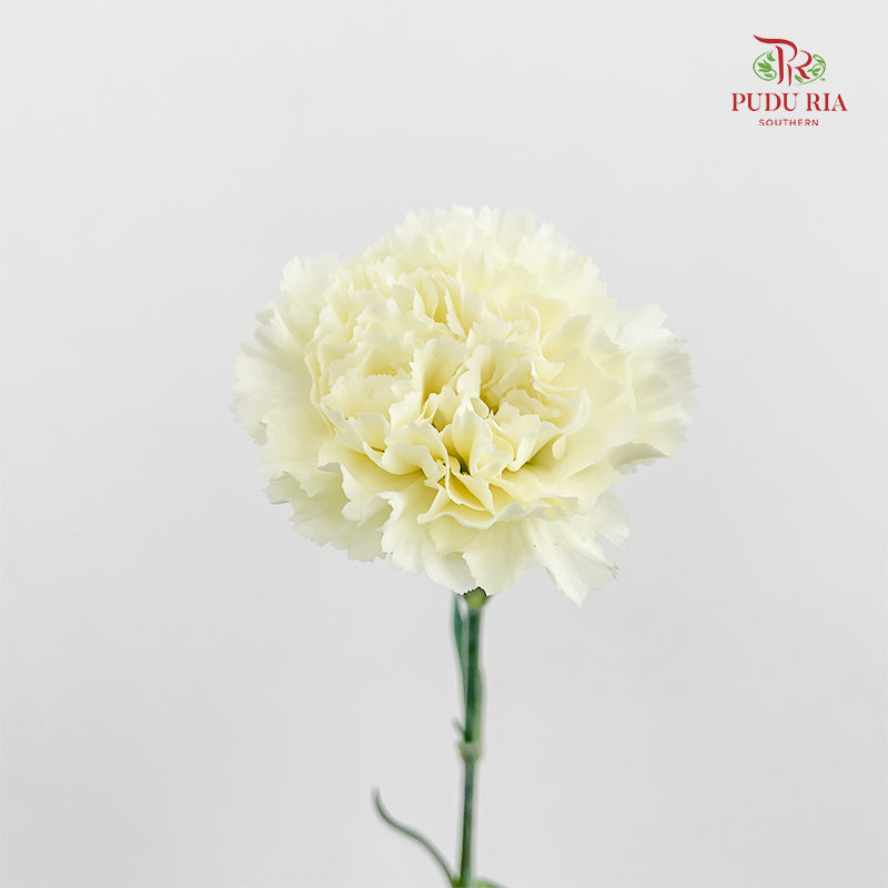 Carnation St Cream B - (18-20 Stems)