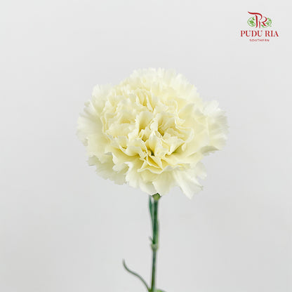 Carnation St Cream B - (18-20 Stems)