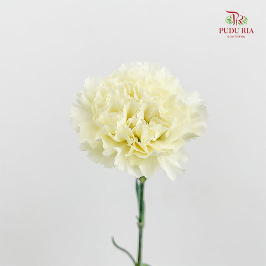 Carnation St Cream B - (18-20 Stems)