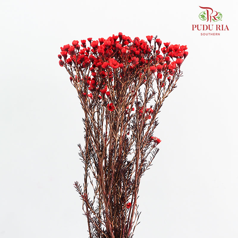 Wax Flower Red 蜡花 - (Per Bundle)