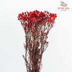 Wax Flower Red 蜡花 - (Per Bundle)