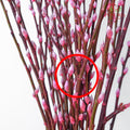 银柳分枝 Pussy Willow Spray(8ft) - Pink